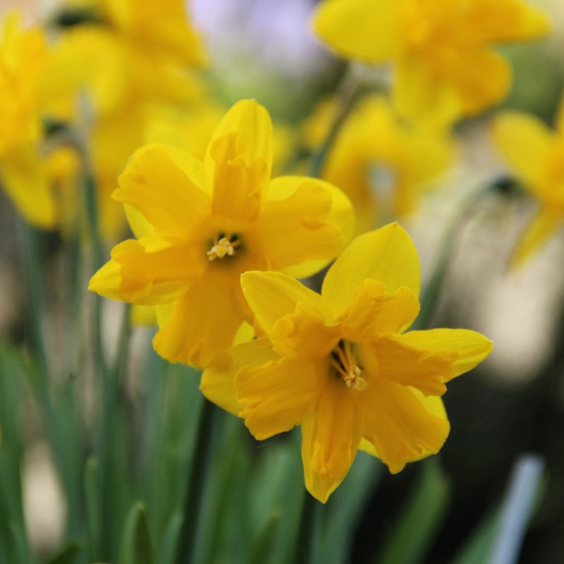 Narcissus 'Winter Starlet'
