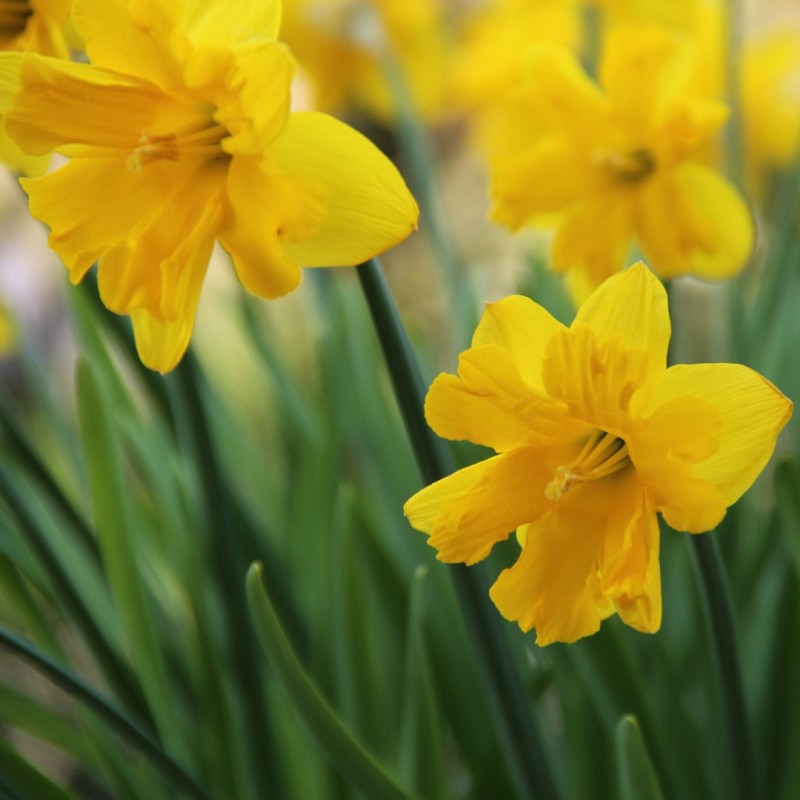 Narcissus 'Winter Starlet'