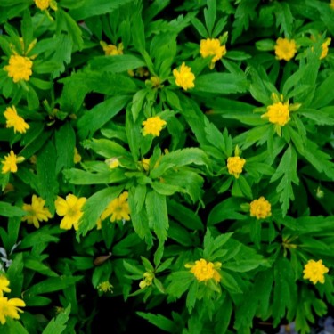 Anemone ranunculoides 'Fuchs Traum'