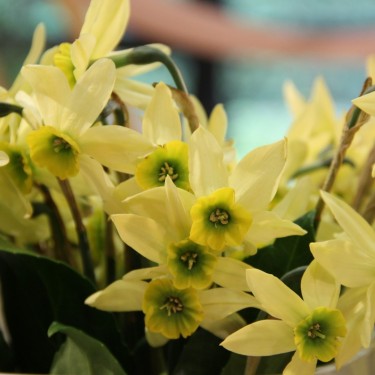 Narcissus viridiflorus III