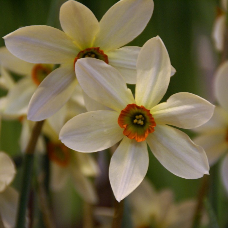 Narcissus viridiflorus IV 
