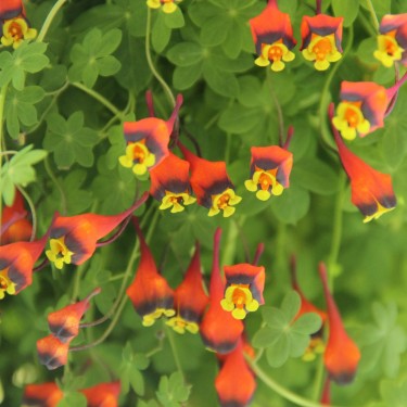 Tropaeolum tricolor