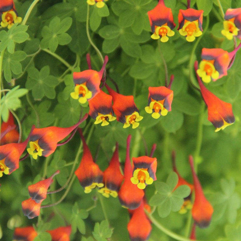 Tropaeolum tricolor