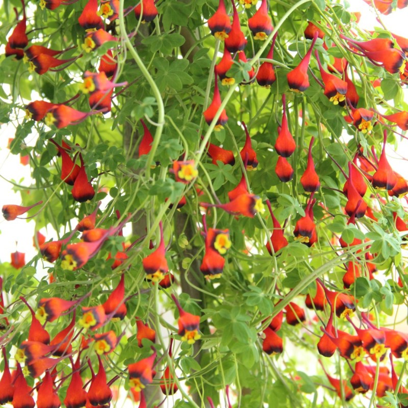 Tropaeolum tricolor