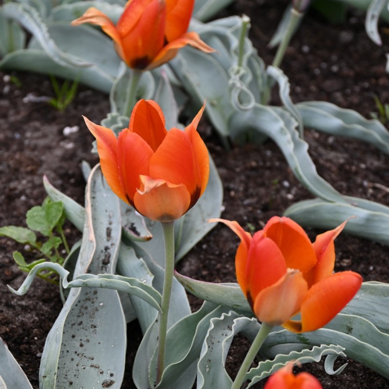 Tulipa albertii