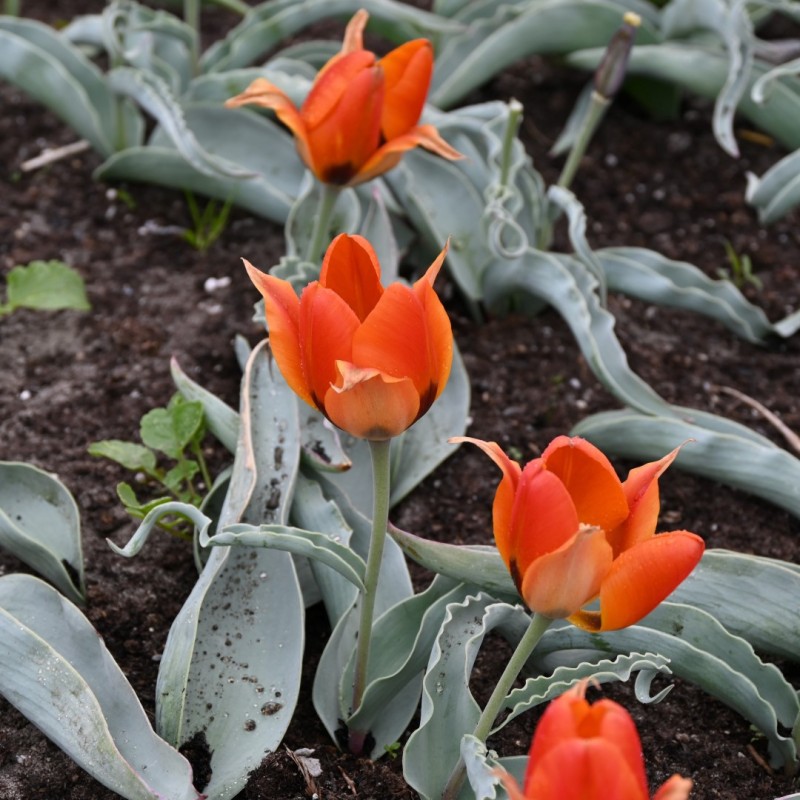 Tulipa albertii