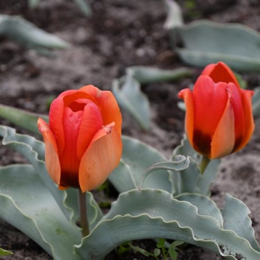 Tulipa albertii