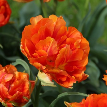 Tulipa 'Aga Kahn'