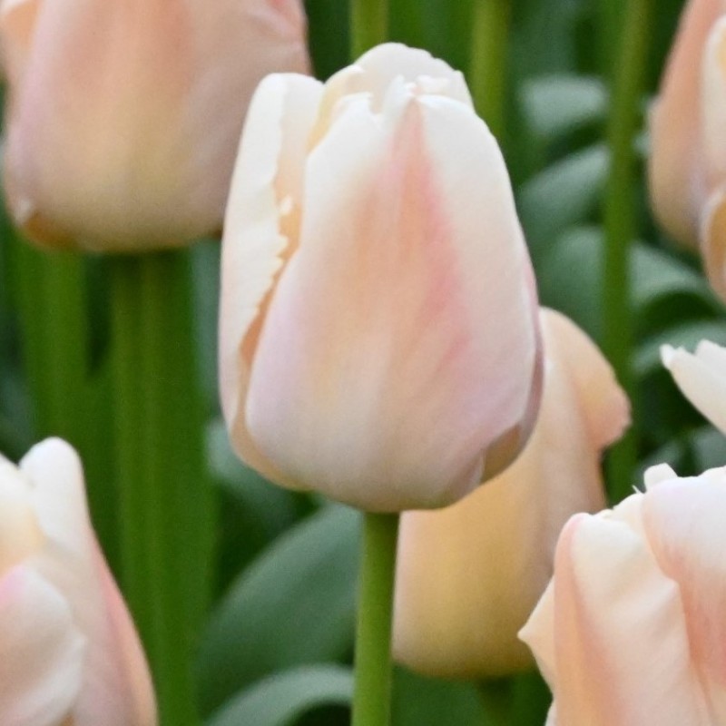 Tulipa 'Apricot Pride'
