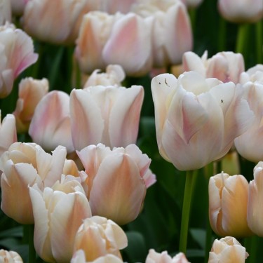 Tulipa 'Apricot Pride'