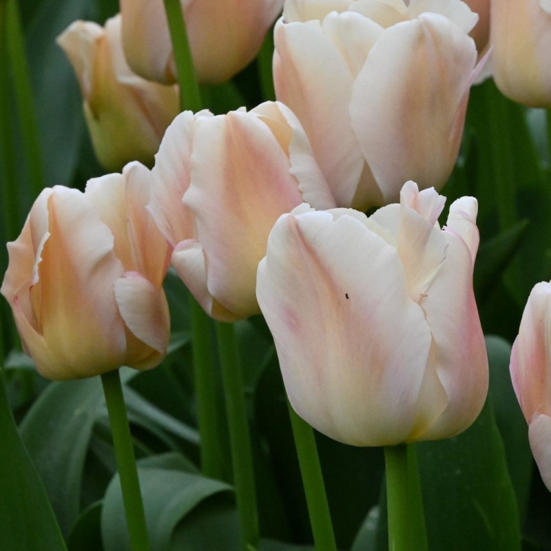 Tulipa 'Apricot Pride'