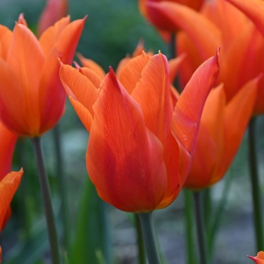 Tulipa 'Ballerina'