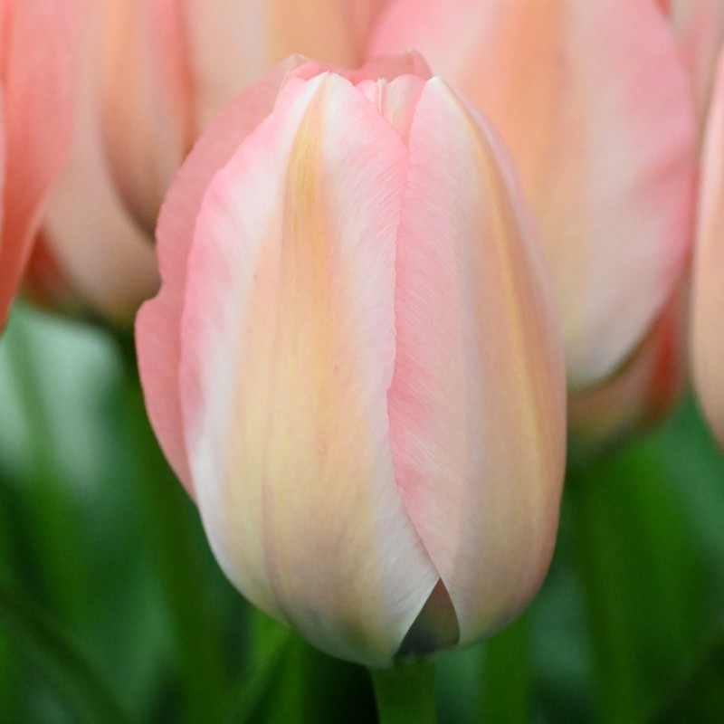 Tulipa 'Bella Blush'