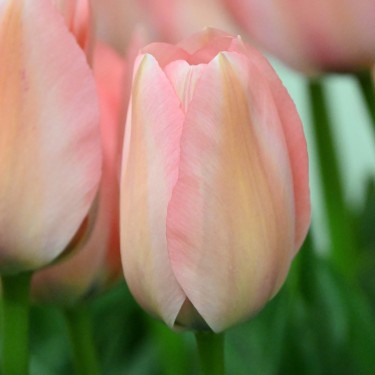 Tulipa 'Bella Blush'
