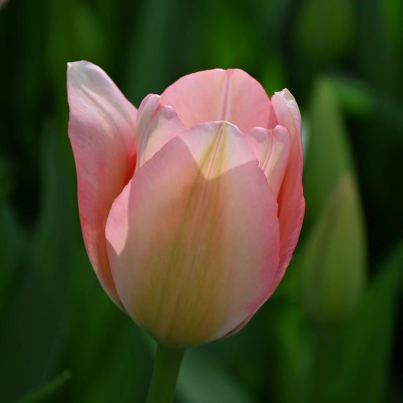 Tulipa 'Bella Blush'