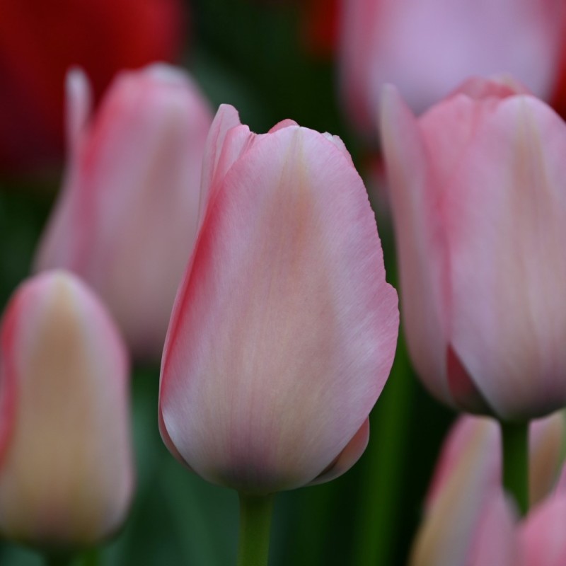 Tulipa 'Bella Blush'