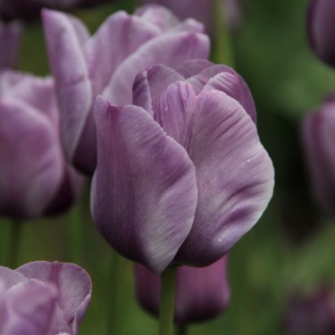Tulipa 'Bleu Aimable'