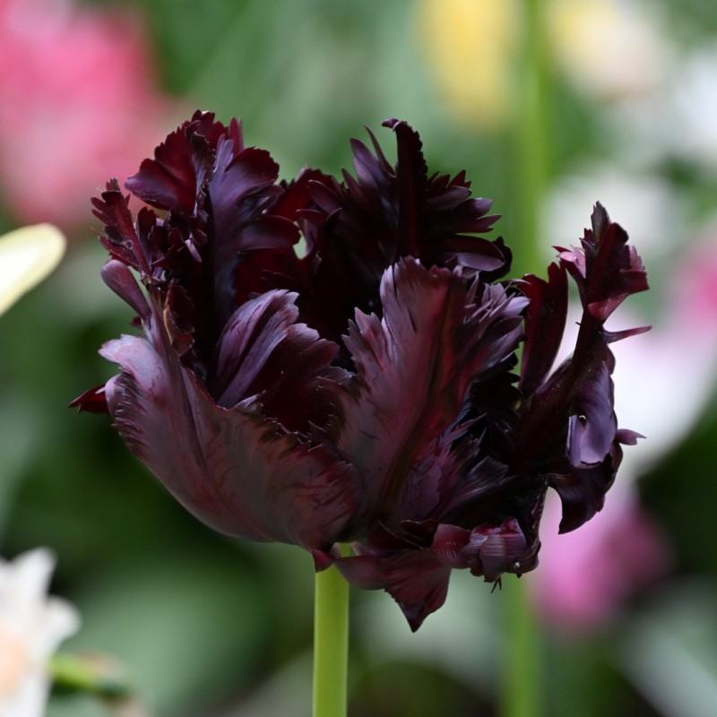 Tulipa 'Black Parrot'