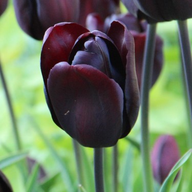 Tulipa 'Continental'