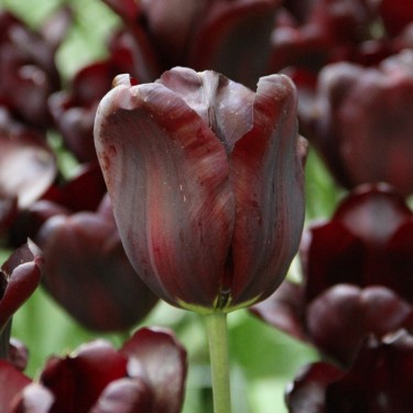 Tulipa 'Continental'