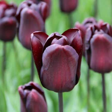 Tulipa 'Continental'