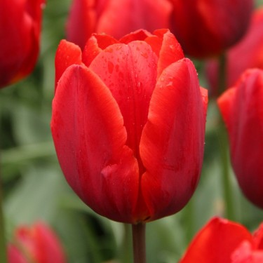 Tulipa 'Couleur Cardinal'