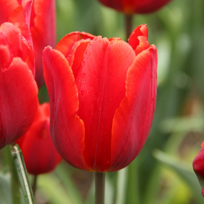 Tulipa 'Couleur Cardinal'