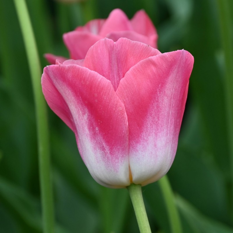 Tulipa 'Dynasty'