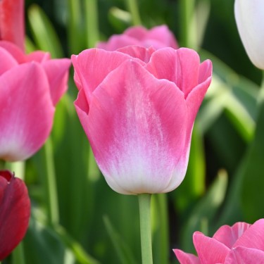 Tulipa 'Dynasty'