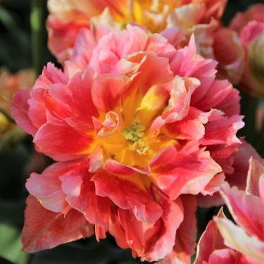 Tulipa 'Elias Martin'