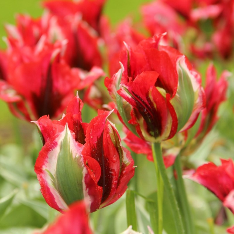 Tulipa 'Esperanto'