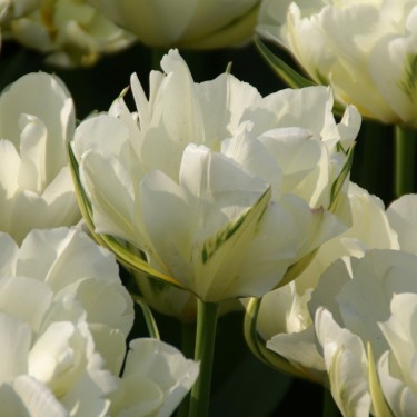 Tulipa 'Exotic Emperor'