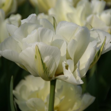 Tulipa 'Exotic Emperor'