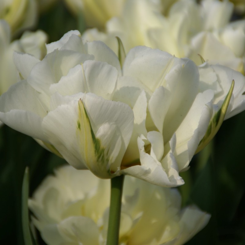 Tulipa 'Exotic Emperor'