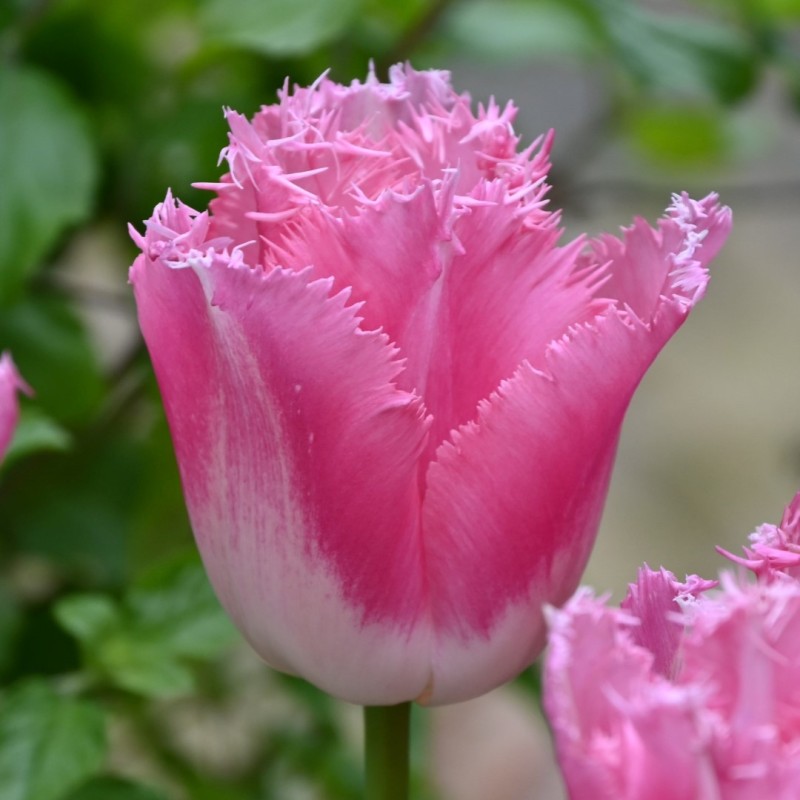 Tulipa 'Fancy Frills'