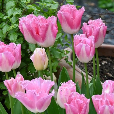 Tulipa 'Fancy Frills'
