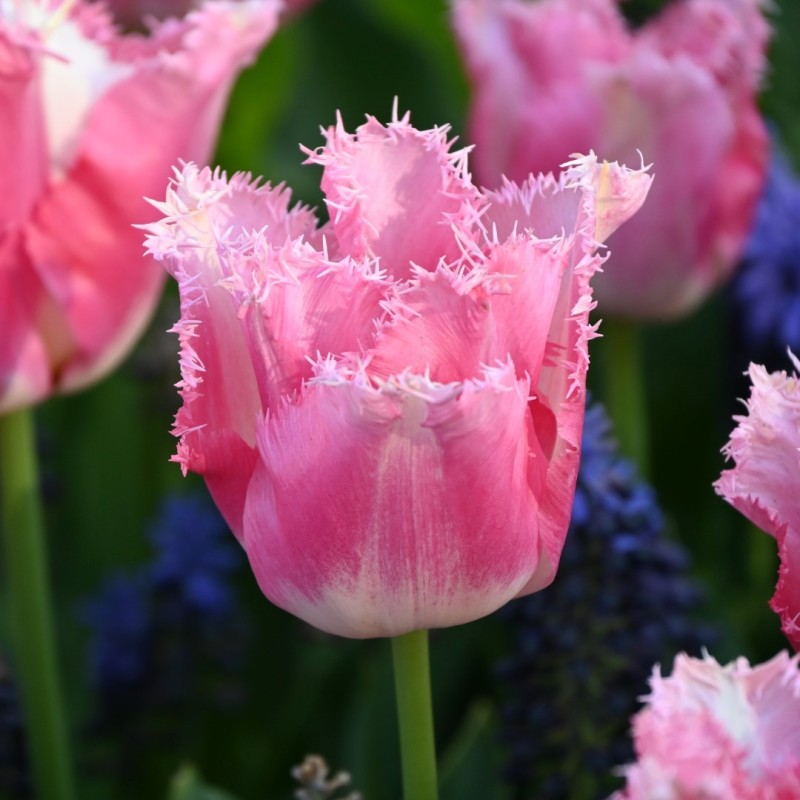 Tulipa 'Fancy Frills'