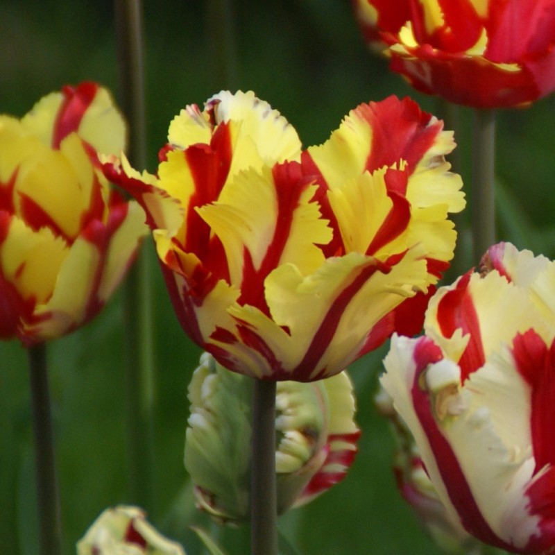 Tulipa 'Flaming Parrot'