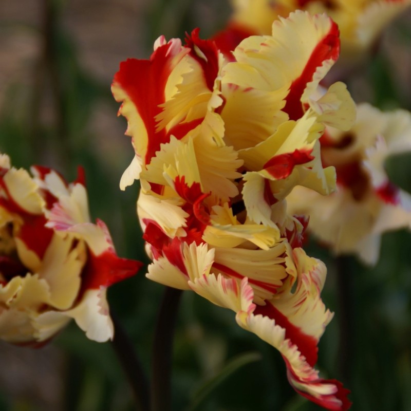 Tulipa 'Flaming Parrot'