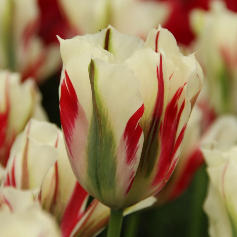 Tulipa 'Flaming Springgreen'