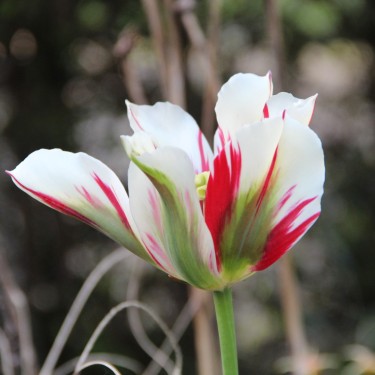 Tulipa 'Flaming Springgreen'