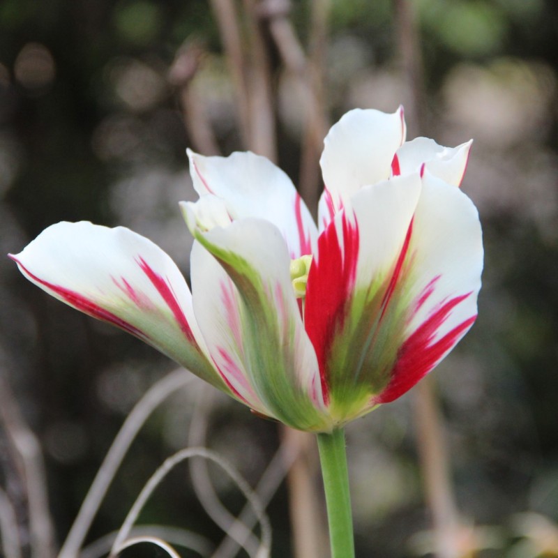 Tulipa 'Flaming Springgreen'