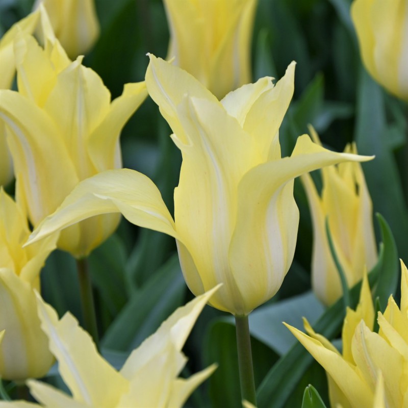 Tulipa 'Florijn Chic'