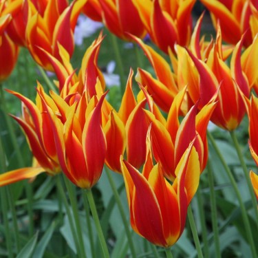 Tulipa 'Fly Away'