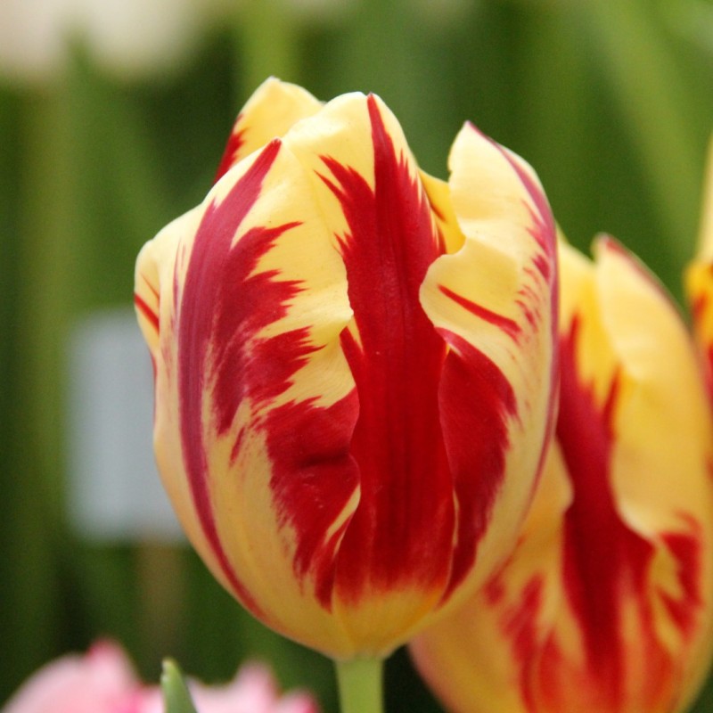 Tulipa 'Grand Perfection'