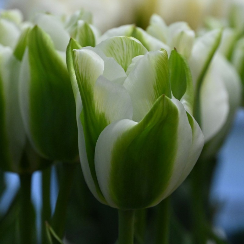 Tulipa 'Green Day'