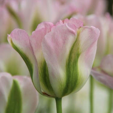 Tulipa 'Groenland'