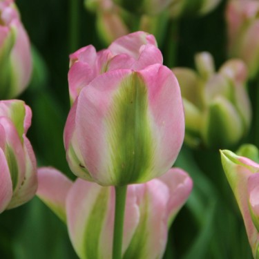 Tulipa 'Groenland'