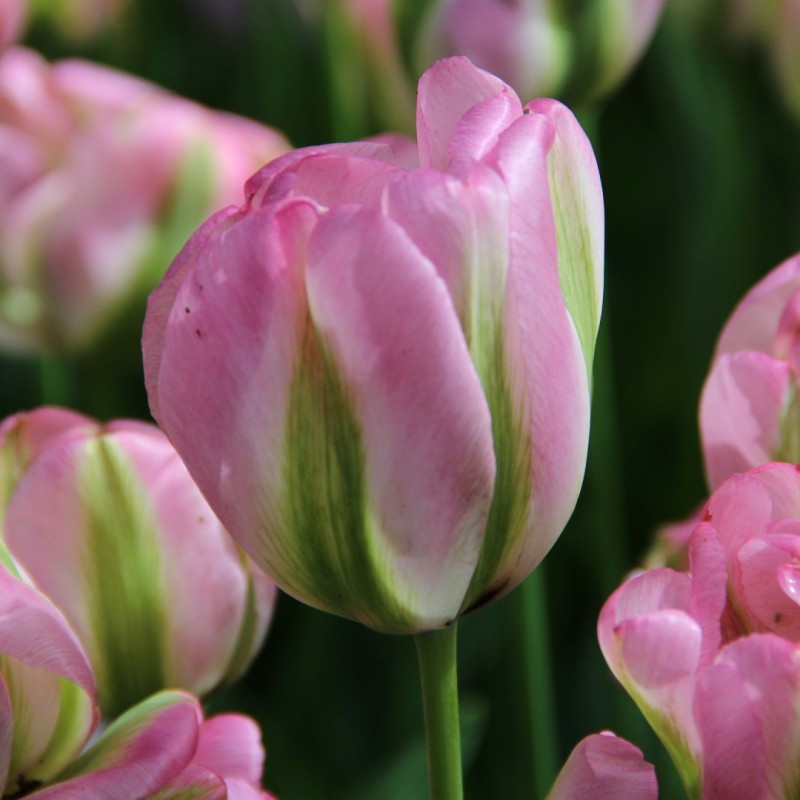 Tulipa 'Groenland'