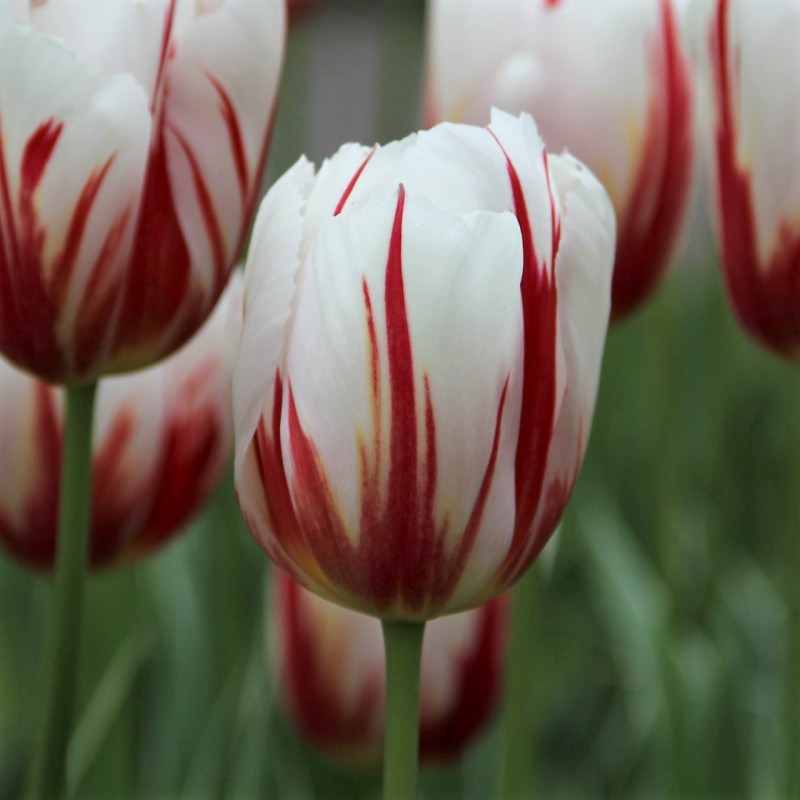 Tulipa 'Happy Generation'